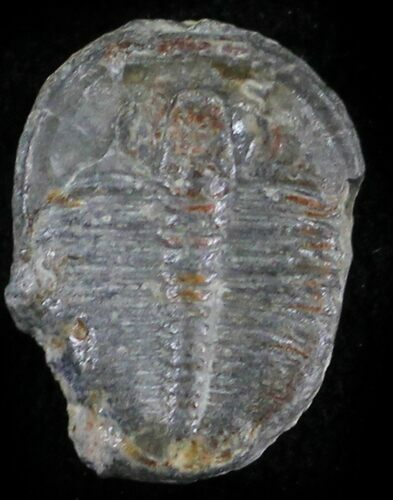 Elrathia Trilobite - Wheeler Shale, Utah #24832